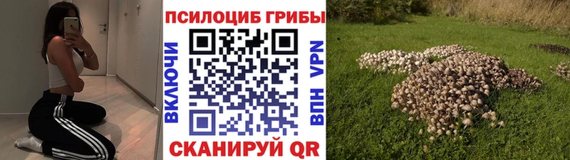 Купить где  Кувшиново  Галлюциногенные грибы GOLDEN TEACHER 